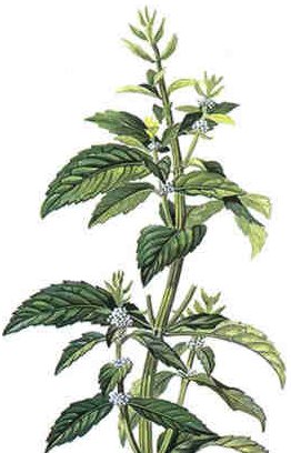 薄荷糖 蘇打薄荷糖  薄荷精油 口腔保健 漱口水 台南咖啡館